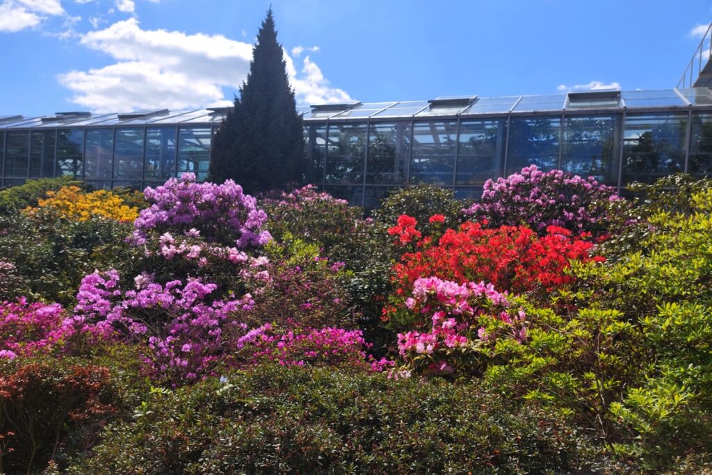 Kaunasin arboretum kevätloistossaan kiertomatkalla Samimatkat