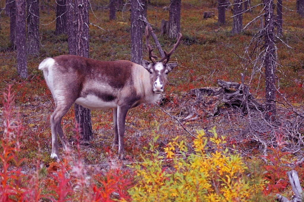 Levilla-ruskamatkat-Leville-Samimatkat-Ita-Suomesta. Poro ruskamaisemassa.