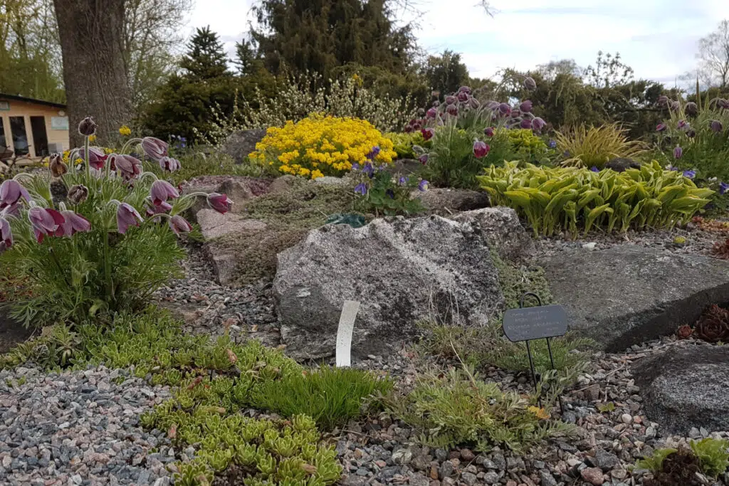 Samimatkat-puutarhamatka Viroon, Tyrin kukkamarkkinat ja yksityispuutarhat. Kuvassa kivikkopuutarha.