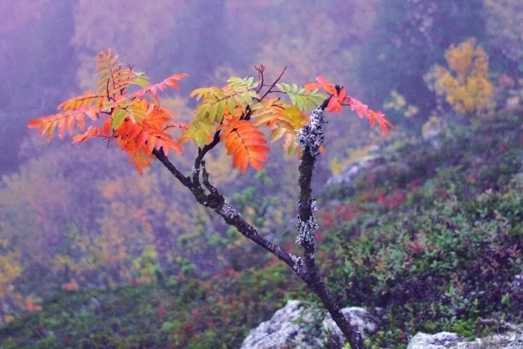 Samimatkat ruskamatka Saariselälle ja Kuusamoon.
