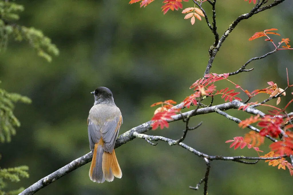 Samimatkat-ruskamatkat-kuusamo-kuukkelien maa